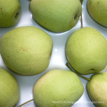 Fresh Shandong Pear Nouvelle culture à vendre